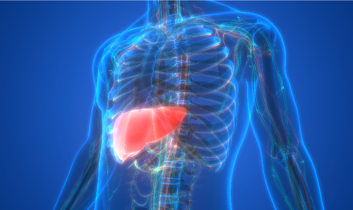 Liver Disease & Transplantation